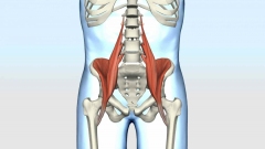 骨格筋の三次元CGモデリング事例