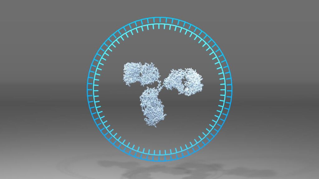 ヒト抗体イメージCG作例