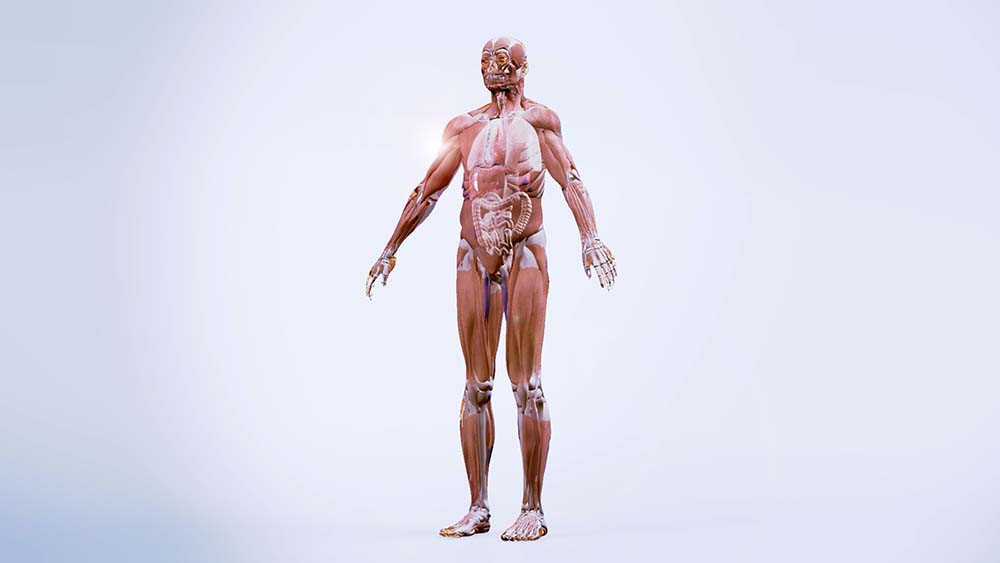 人体筋肉CG映像