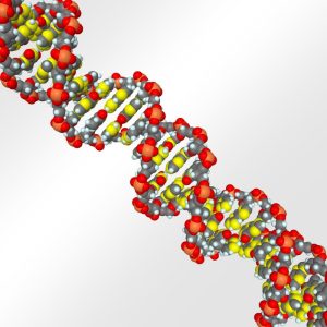CG、DNAのモデル