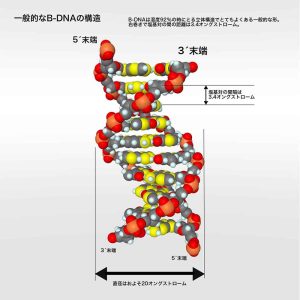 DNAの構造CG画像